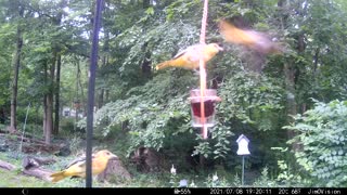 Hickory Creek -Feeding at the Jelly Jar