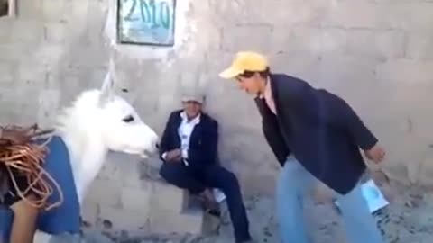 Man talks to donkey -Funny Short Clip