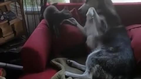 Dog & Cat funny fight