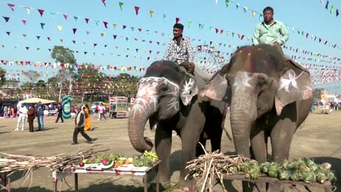 Feast for elephants in Nepal