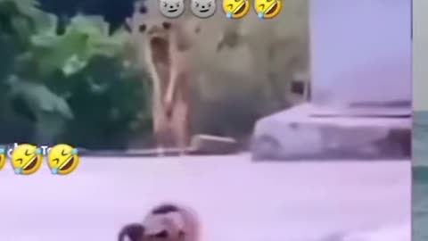 Funny animal dog