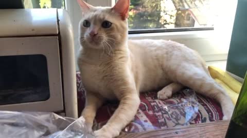 White mongrel Canadian Sphynx and Devon Rex cat playing with a bag