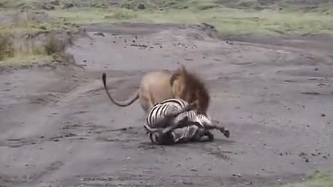 zebra feel lazy to run from lion