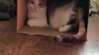 Cat Crammed Into Box!