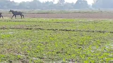 Farmer watering Wheat plants