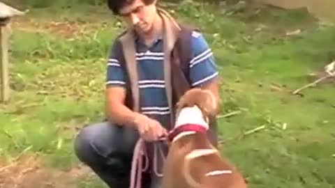 Pitbul dog training