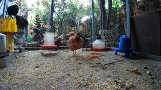 Backyard Chickens Fun Video Sounds Noises Hens Clucking Roosters Crowing!