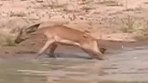 Baby crocodile attack on baby Impala #shorts #crocodilevsimpala