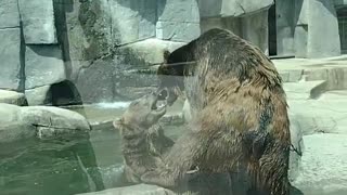 Captive Bears Play Wrestle
