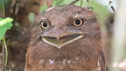 Your life will be better after you know about frogmouths