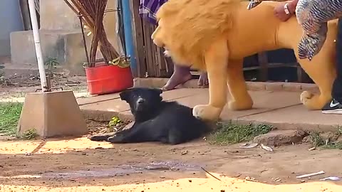 Funny video gods today | Funny animal video 2023 | Animal funny video