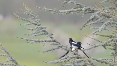 See beautiful birds relax the nerves