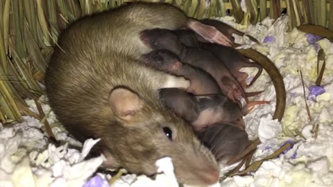 BABY RATS GROW UP - Day One to Two Weeks Old