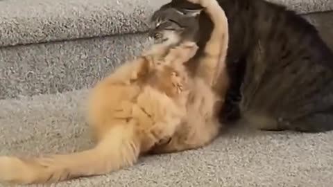 Cute Cat videos | Cats fighting | Cats meowing | Cats playing