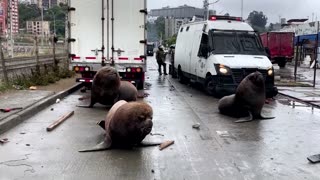 Sea lions, seagulls invade fishermen protest in Chile