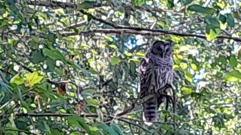 Barred Owl - Early AM Hunt 🦉