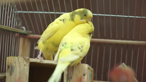 Close-Up Video Of Yellow Birds Perched On A Wood Surface 2021