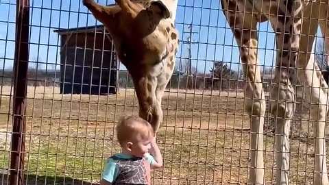 Giraffe kiss cute baby 😗 #giraff