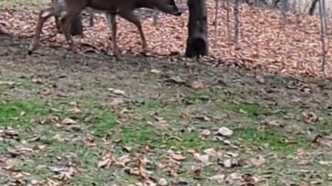 Deer in the backyard. I love nature. Enjoying the outdoors