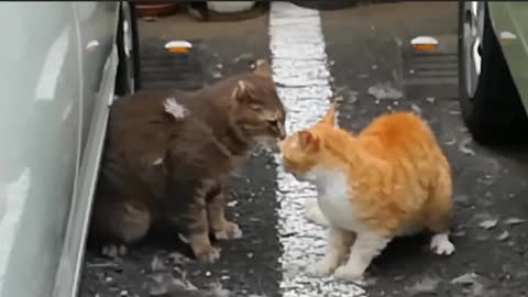 Terrible cat fight over territory dispute-2