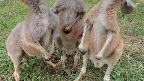 baby kangaroo drinking milk