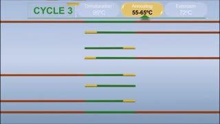 PCR