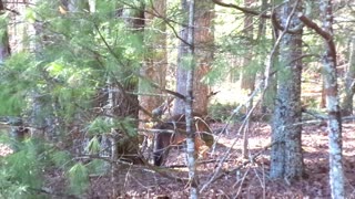 Wild Deer Grazing In Park 2