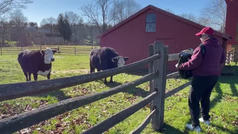 Cows Run To Fence For Live Accordion Performance