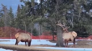 Animal: Bull Elks fight and one of them loses antlers