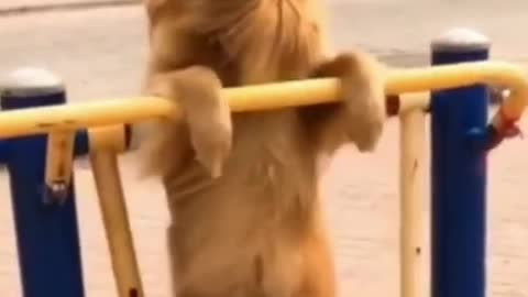 Funny animal video