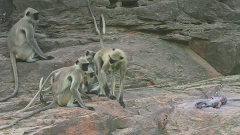 Langur monkeys grieve over fake monkey _ Spy in the Wild - BBC