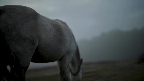Cinematic Footage of mysterious horse in foggy valley