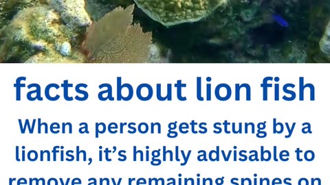 facts about lion fish....5/13