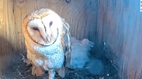 A snowy owl family enjoys food at night