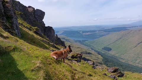 Belgian Malinois Climbs Scottish Mountain