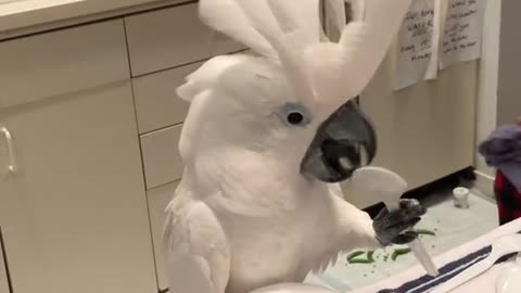 The parrot eating like we want to eat so happy