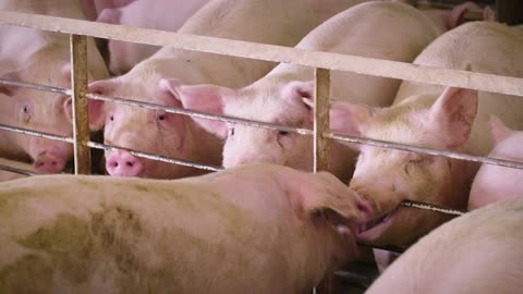 Proposition 12 to regulate pig breeding conditions in California