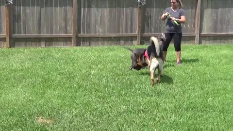 Pitbull and German Shepherd Playing with Bubbles!