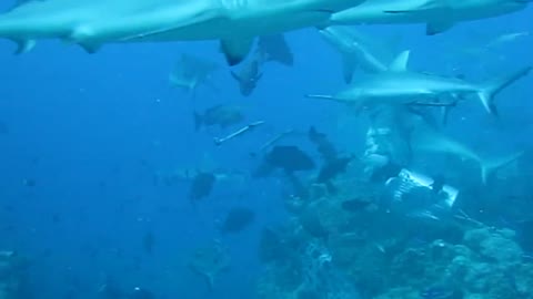 Shark Diving in the Osprey compose