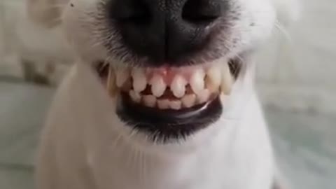 THIS DOG CANT STOP SMILING* | Funny Dog