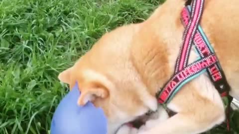 The bowling ball is damaged by the dog