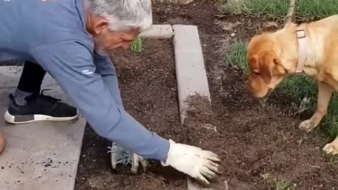 Rumble/The beautiful dog helps its owner in the cultivation