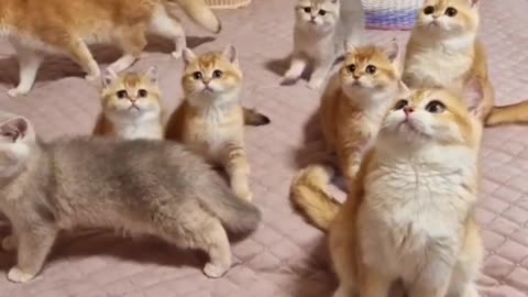 Teddy Kittens