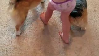 Toddler dresses Corgi up like 'Meg'