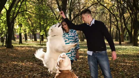 Young family training and playing with their dog in autmn park on sunny day