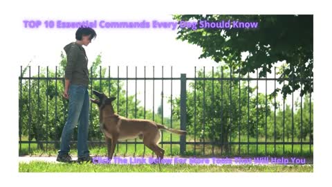 TOP 10 Essential Commands Every Dog Should Know