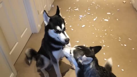Huskies arguing over who made the mess