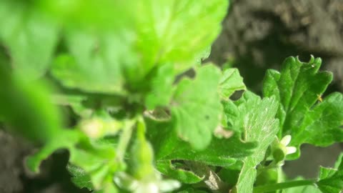 Gooseberry blossoms