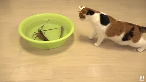 Japanese spiny lobster vs Cat