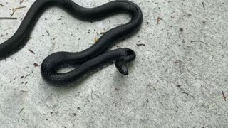 Black snake or chicken snake?